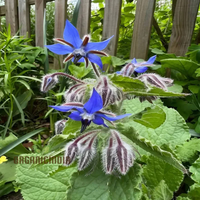 Borage Herb Seeds – Premium Quality Seeds for a Vibrant Herbal Garden