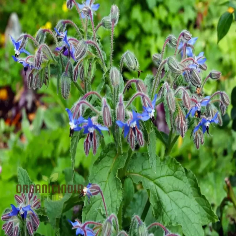 Borage Herb Seeds – Premium Quality Seeds for a Vibrant Herbal Garden