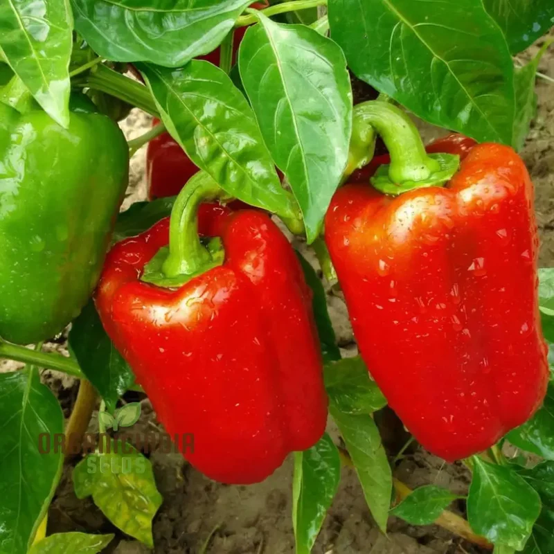 Pepper Sweet Tamina Seeds, Spice Up Your Culinary Creations with Home-Grown Flavor, Perfect for Planting and Gardening Enthusiasts