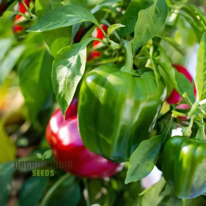 Pepper Sweet Tamina Seeds, Spice Up Your Culinary Creations with Home-Grown Flavor, Perfect for Planting and Gardening Enthusiasts