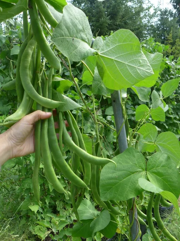 Haricot d‘Espagne 'Moonlight’ ( Phaseolus coccineus )