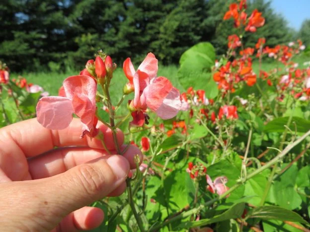 Haricot d‘Espagne 'Hestia’ ( Phaseolus coccineus )