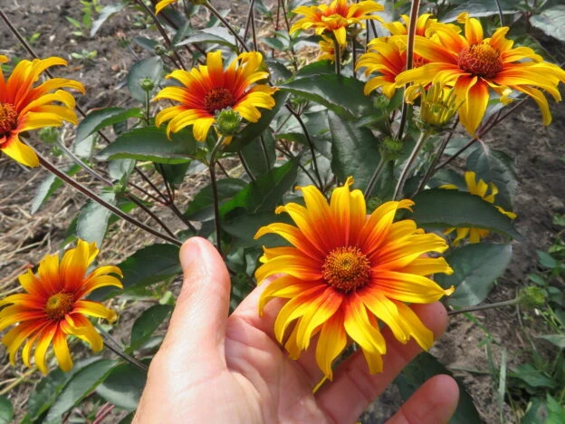 Héliopsis ‘Burning Hearts’ ( Heliopsis helianthoides var. scabra )