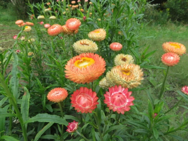 Immortelle ‘King Size Salmon’ ( Helichrysum bracteatum )