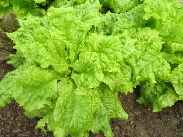 Laitue ‘Australian Yellow’ ( Lactuca sativa )
