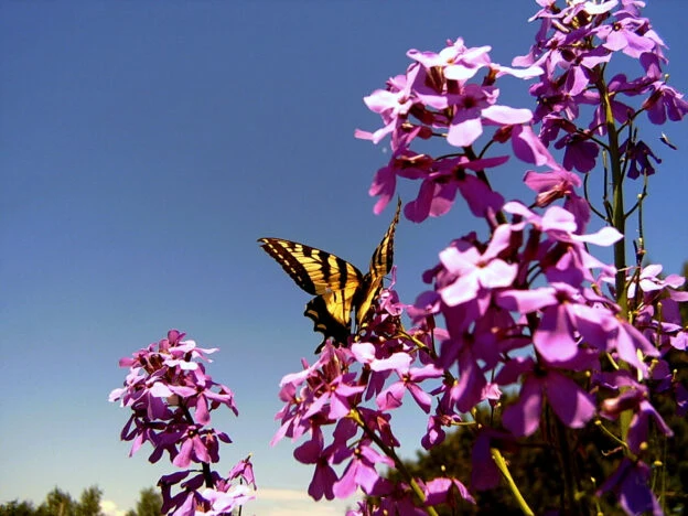 Julienne des Dames mauve ( Hesperis matronalis )