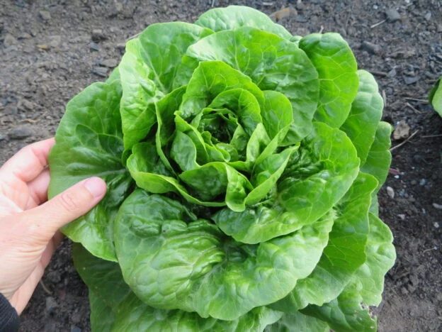 Laitue ‘Craquerelle du Midi’ ( Lactuca sativa )