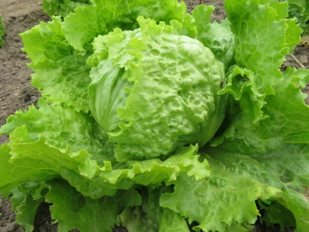 Laitue ‘Dorée de Printemps’ ( Lactuca sativa )