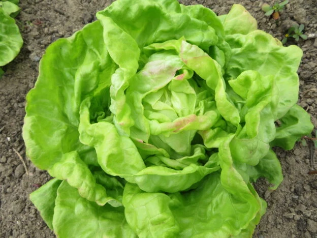 Laitue ‘de Heredia’ ( Lactuca sativa )