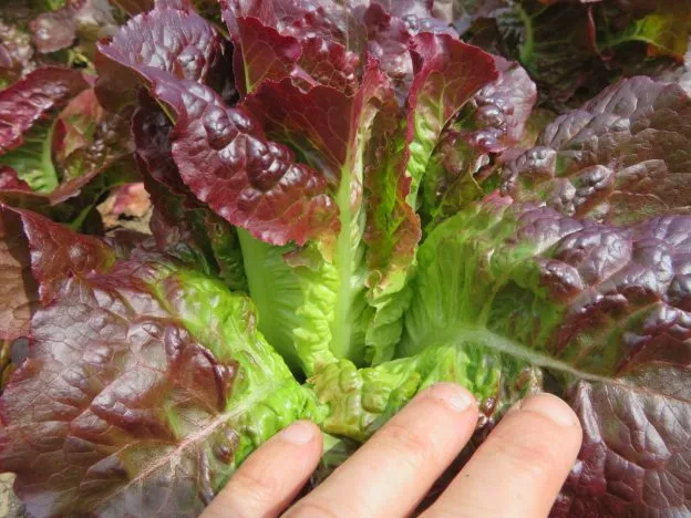 Laitue ‘Éruption’ ( Lactuca sativa )