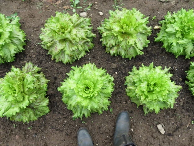 Laitue ‘Jester’ ( Lactuca sativa )