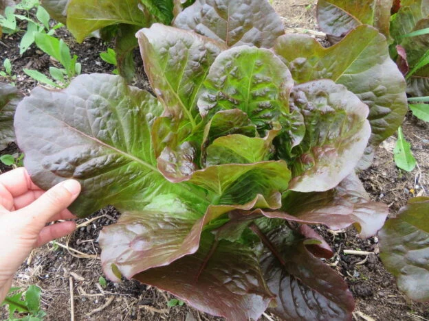 Laitue ‘Little Leprechaun’ ( Lactuca sativa )