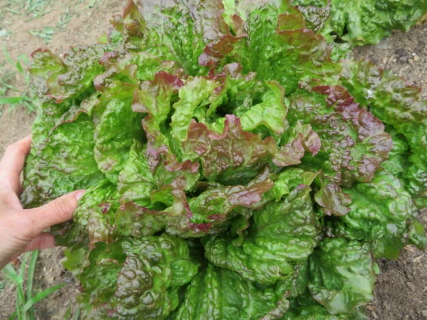 Laitue ‘Martina’ ( Lactuca sativa )