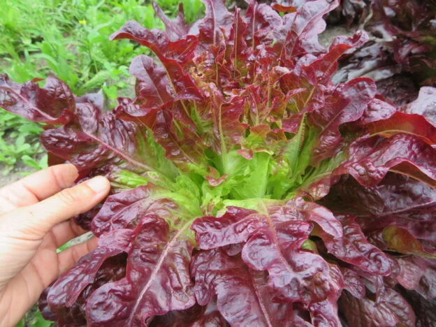 Laitue ‘Merlox’ ( Lactuca sativa )