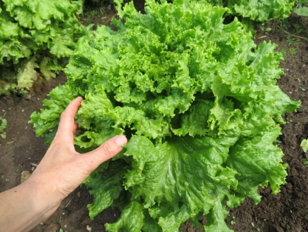 Laitue ‘Snowflake’ ( Lactuca sativa )