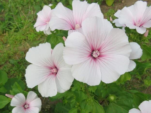 Lavatère ‘Pink Blush’ ( Lavatera trimestris )