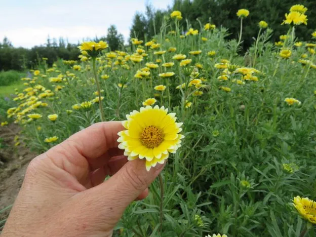 Layia ‘Tidy Tips’ ( Layia platyglossa )