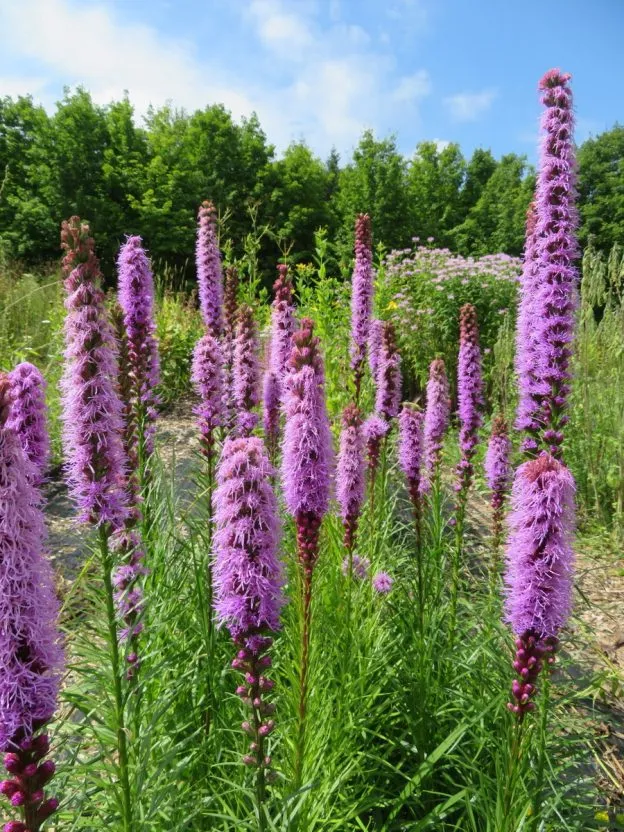 Liatris à épis ( Liatris spicata )