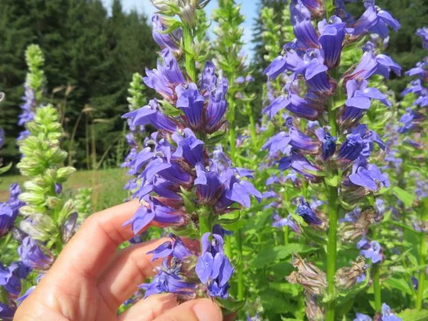 Lobélie syphilitique ( Lobelia siphilitica )