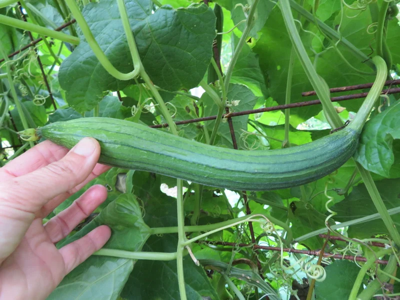 Luffa ( Luffa aegyptiaca )