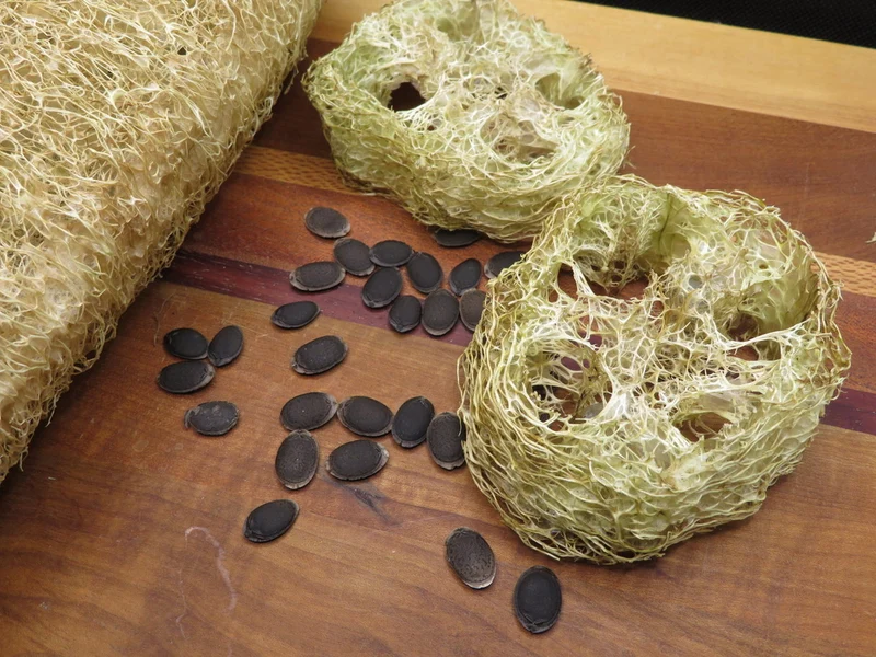 Luffa ( Luffa aegyptiaca )
