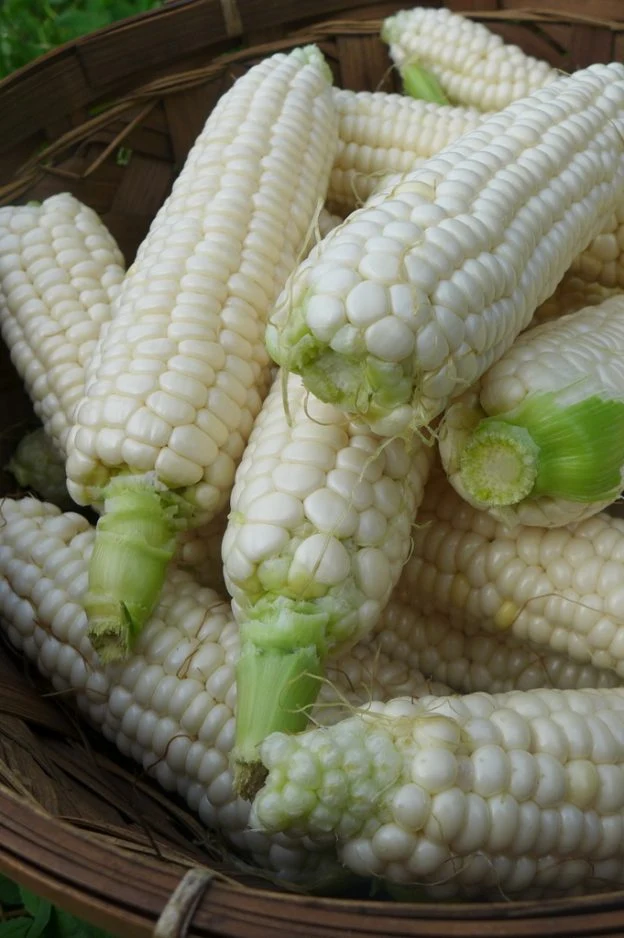 Maïs ‘Luther Hill’ ( Zea mays )