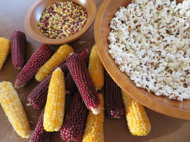 Maïs à popcorn ‘Fireside’ ( Zea mays )