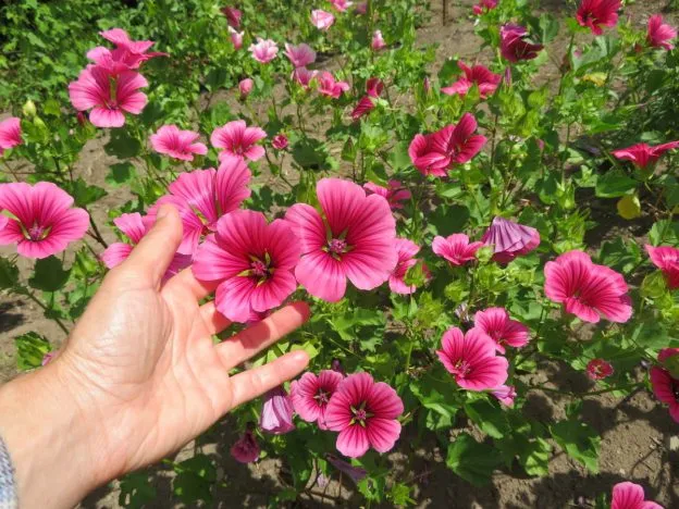 Malope à grande fleur ( Malope trifida )
