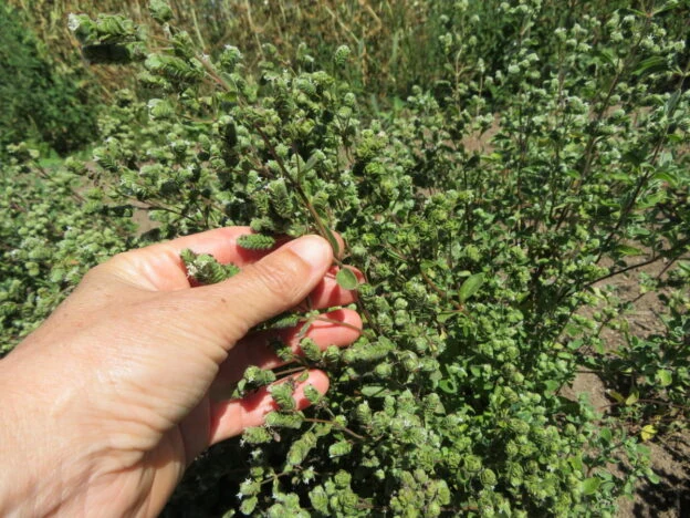 Marjolaine ( Origanum majorana )