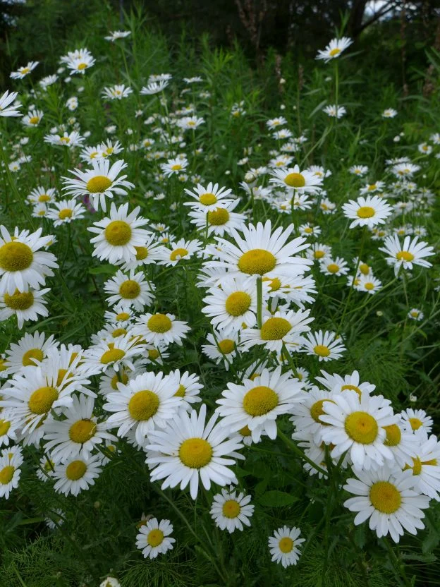 Marguerite commune ( Leucanthemum vulgare )