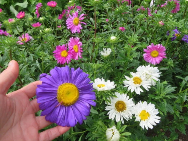 Mélange d'asters de Chine ( Callistephus chinensis )