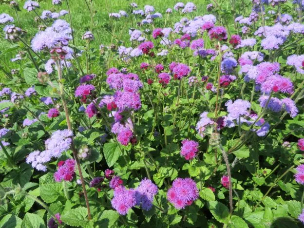 Mélange d'agérates ( Ageratum houstonianum )