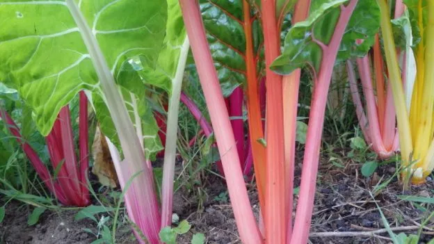 Mélange de bettes à carde ( Beta vulgaris )