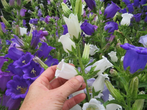 Mélange de campanules carillon ( Campanula medium )