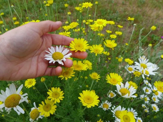 Mélange de camomille et marguerite