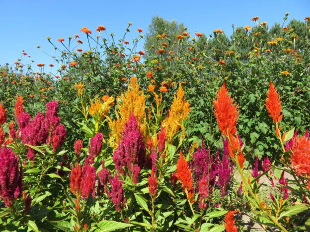 Mélange de célosies ( Celosia argentea )