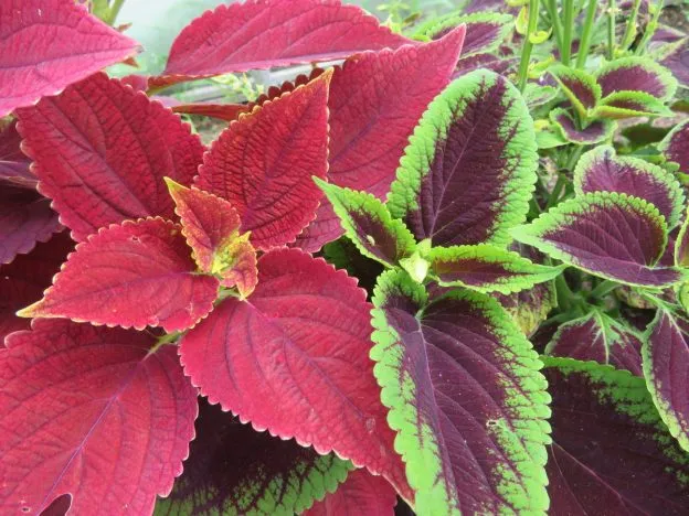 Mélange de coléus ( Solenostemon scutellarioides )
