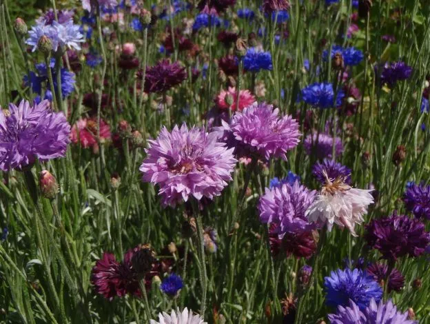 Mélange de centaurées ( Centaurea cyanus )