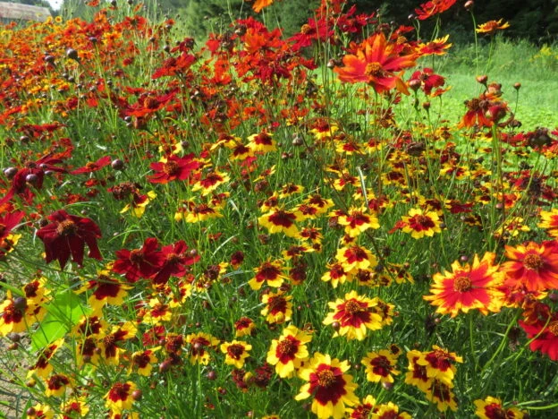 Mélange de coréopsis des teinturiers ( Coreopsis tinctoria )
