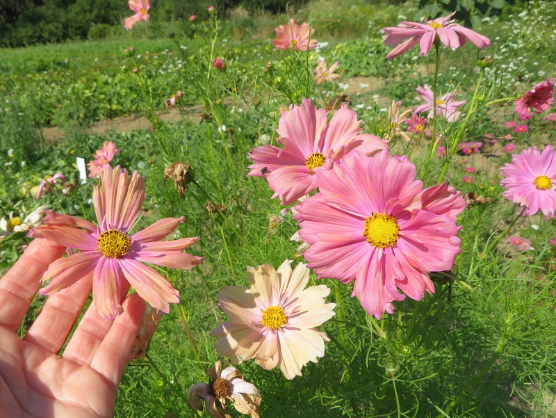 Mélange de cosmos ‘Cotton Candy’ ( Cosmos bipinnatus )