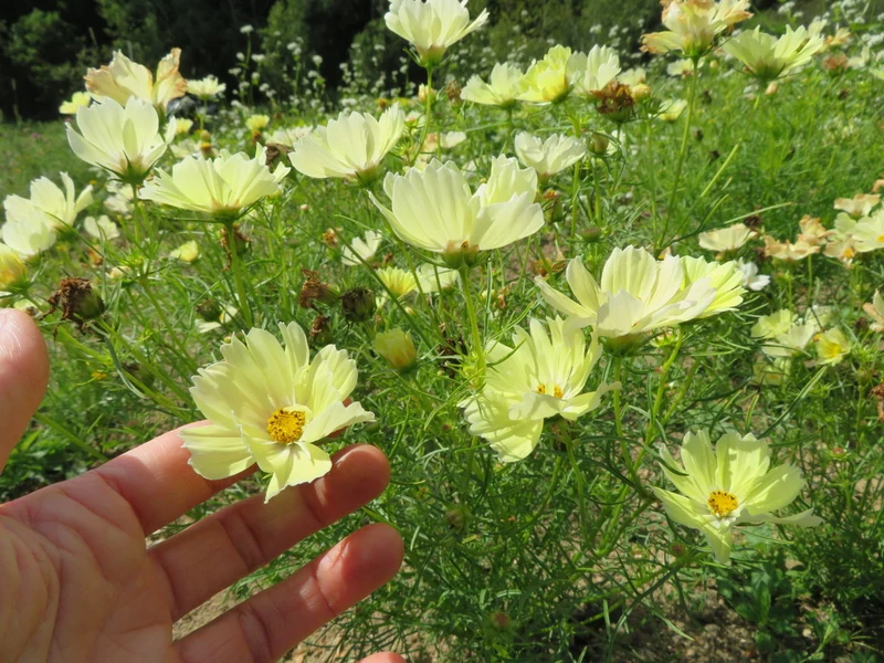 Mélange de cosmos ‘Cotton Candy’ ( Cosmos bipinnatus )