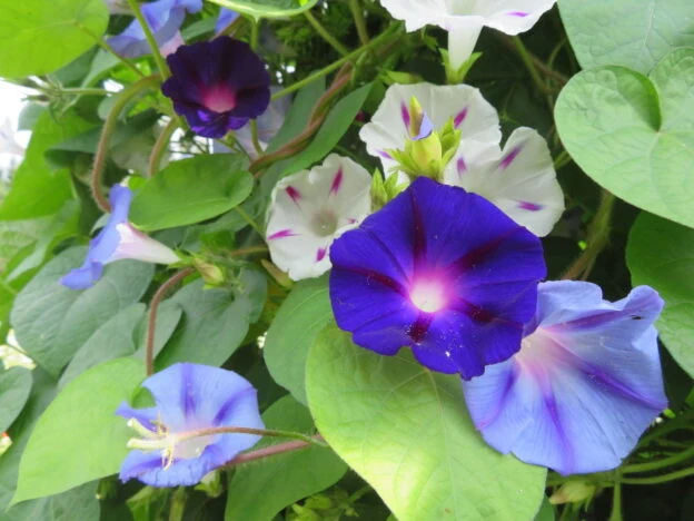 Mélange de gloire du matin SANS ROSE ( Ipomoea purpurea )
