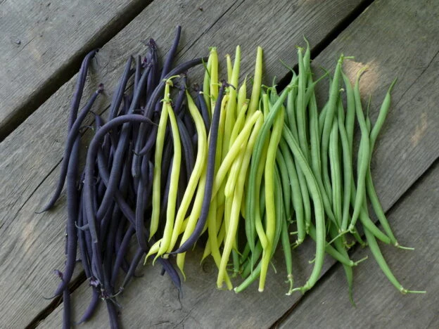 Mélange de haricots filet ( Phaseolus vulgaris )