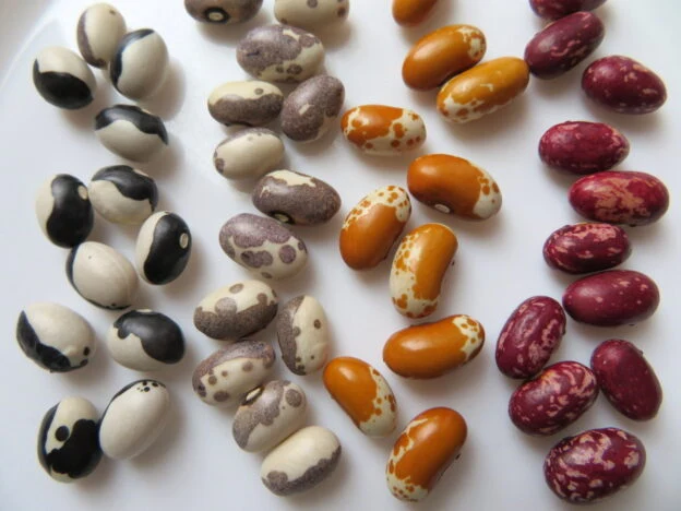 Mélange de haricots nain à écosser ( Phaseolus vulgaris )