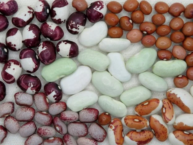 Mélange de haricots grimpants à écosser ( Phaseolus vulgaris )