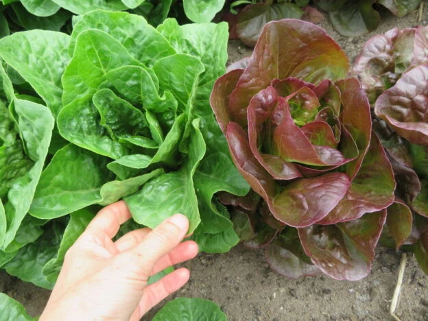 Mélange de laitue ‘Mini Romaine’ ( Lactuca sativa )