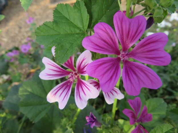 Mélange de mauve ‘Zebrina’ ( Malva sylvestris var. mauritiana )
