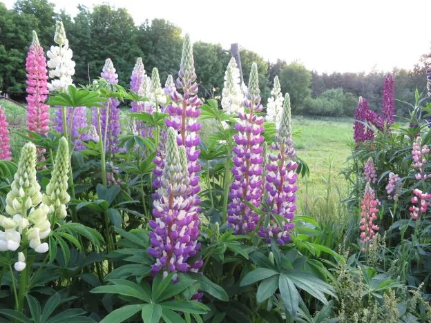 Mélange de lupins de fossés ( Lupinus perennis )