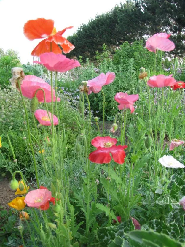Mélange de pavot des Flandres ( Papaver rhoeas )