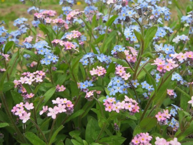 Mélange de myosotis des bois ( Myosotis sylvatica )